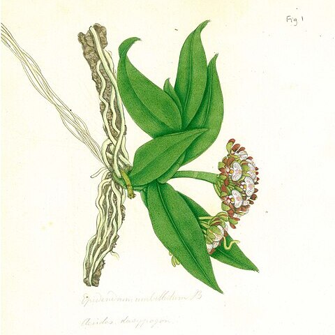 Gastrochilus dasypogon unspecified picture