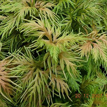 Selaginella rupestris unspecified picture