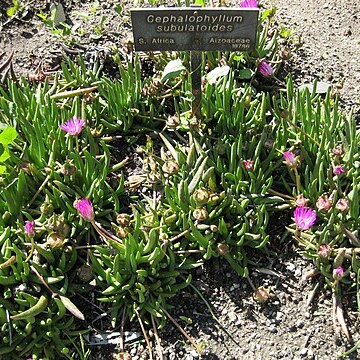 Cephalophyllum subulatoides unspecified picture