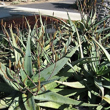 Aloe camperi unspecified picture