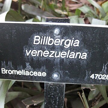 Billbergia rosea unspecified picture