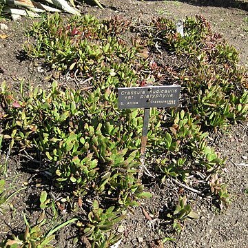 Crassula nudicaulis var. platyphylla unspecified picture