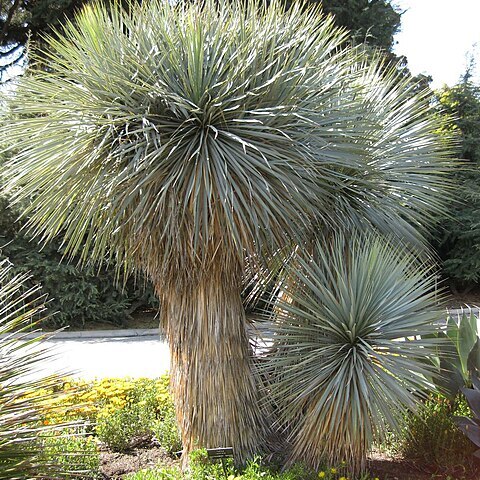 Yucca rostrata unspecified picture