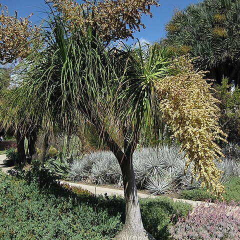 Beaucarnea stricta unspecified picture