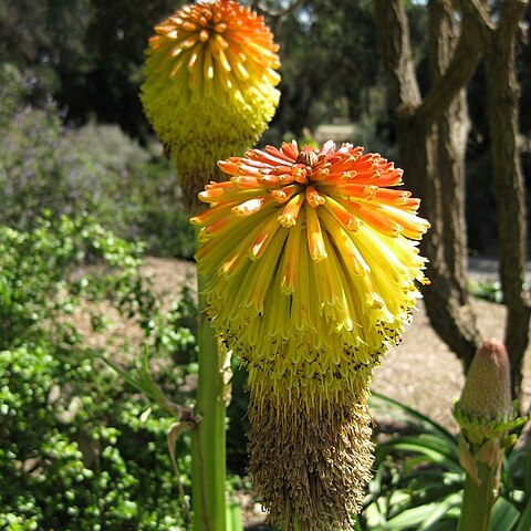 Kniphofia rooperi unspecified picture