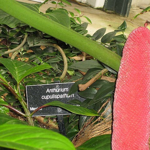 Anthurium cupulispathum unspecified picture