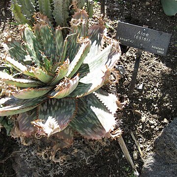 Aloe fosteri unspecified picture