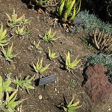 Aloe tororoana unspecified picture