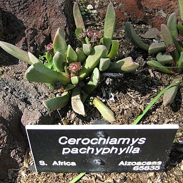 Cerochlamys unspecified picture