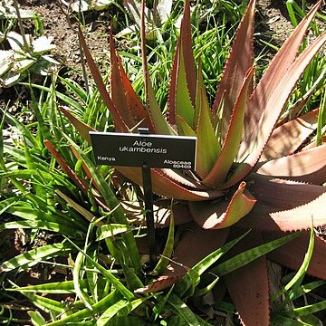 Aloe ukambensis unspecified picture