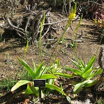 Bulbine latifolia unspecified picture