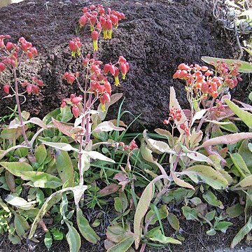 Kalanchoe suarezensis unspecified picture