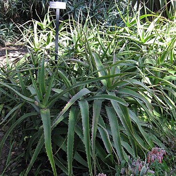 Aloe babatiensis unspecified picture