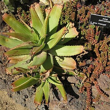 Aloe petrophila unspecified picture