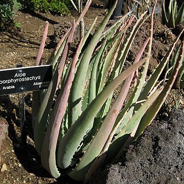 Aloe porphyrostachys unspecified picture