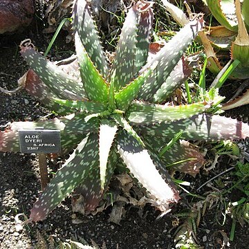 Aloe dyeri unspecified picture