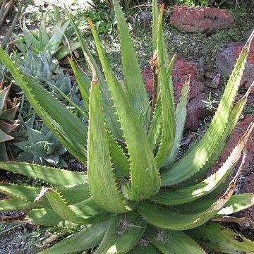 Aloe harlana unspecified picture