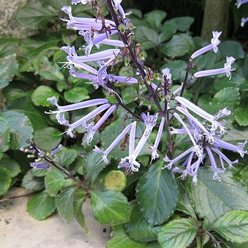 Plectranthus hilliardiae unspecified picture