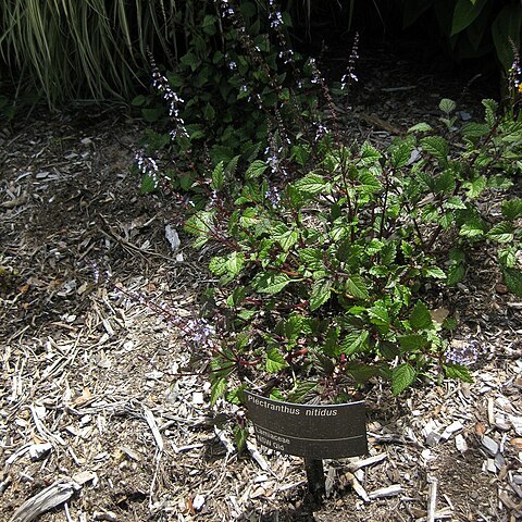 Plectranthus nitidus unspecified picture