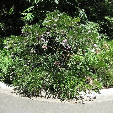 Indigofera incarnata unspecified picture