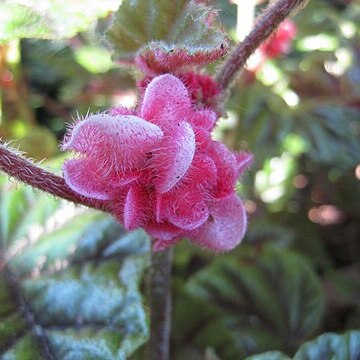 Begonia incarnata unspecified picture