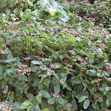 Begonia domingensis unspecified picture