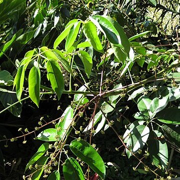 Schefflera roxburghii unspecified picture