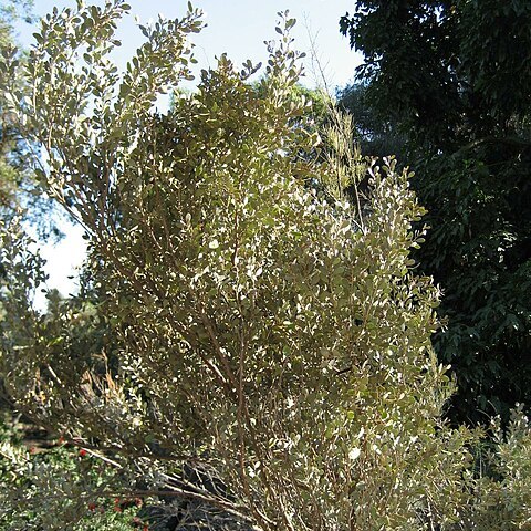 Acacia craspedocarpa unspecified picture