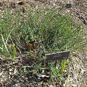 Linum africanum unspecified picture