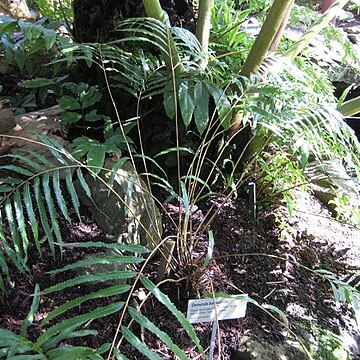 Osmunda banksiifolia unspecified picture