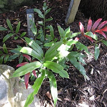 Blechnum articulatum unspecified picture