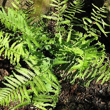 Dryopteris uniformis unspecified picture