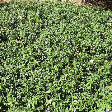 Ruellia insignis unspecified picture