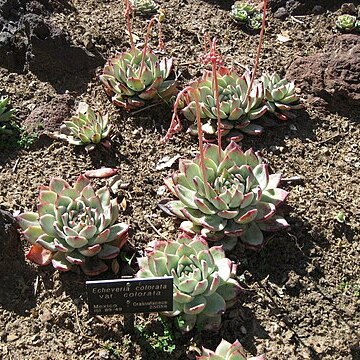 Echeveria colorata unspecified picture