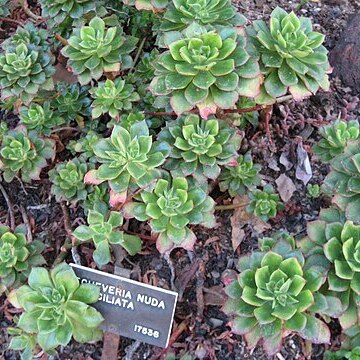 Echeveria nuda unspecified picture