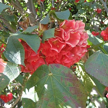 Dombeya cacuminum unspecified picture