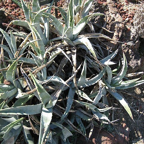 Agave cerulata unspecified picture