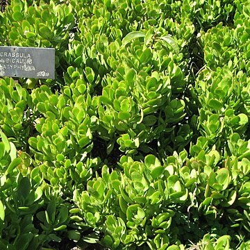 Crassula nudicaulis var. platyphylla unspecified picture