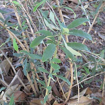 Berberis lycium unspecified picture