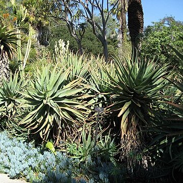 Aloe arborescens subsp. arborescens unspecified picture