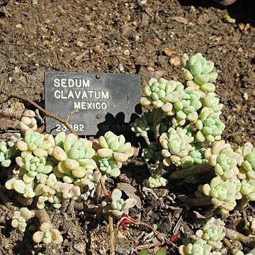 Sedum clavatum unspecified picture