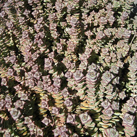 Crassula perforata subsp. perforata unspecified picture