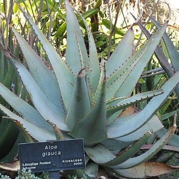 Aloe glauca unspecified picture