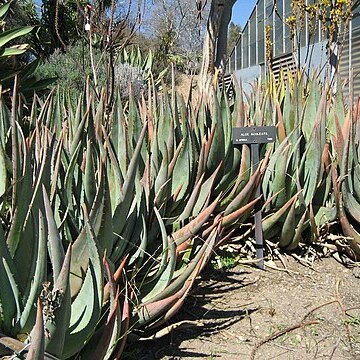 Aloe aculeata unspecified picture