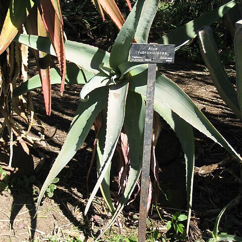 Aloe rubroviolacea unspecified picture