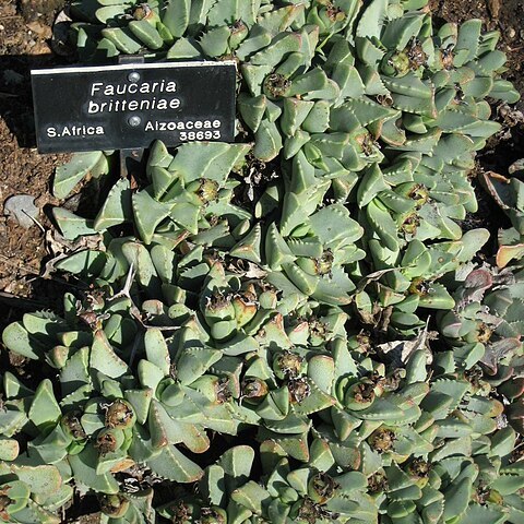 Faucaria britteniae unspecified picture