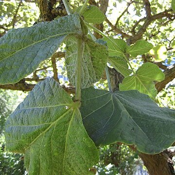 Erythrina latissima unspecified picture