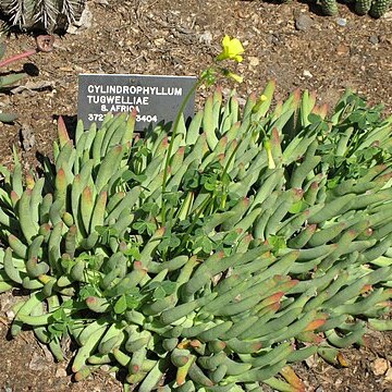 Cylindrophyllum tugwelliae unspecified picture