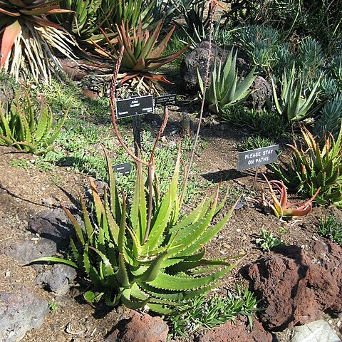 Aloe bussei unspecified picture