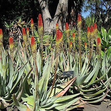 Aloe petricola unspecified picture